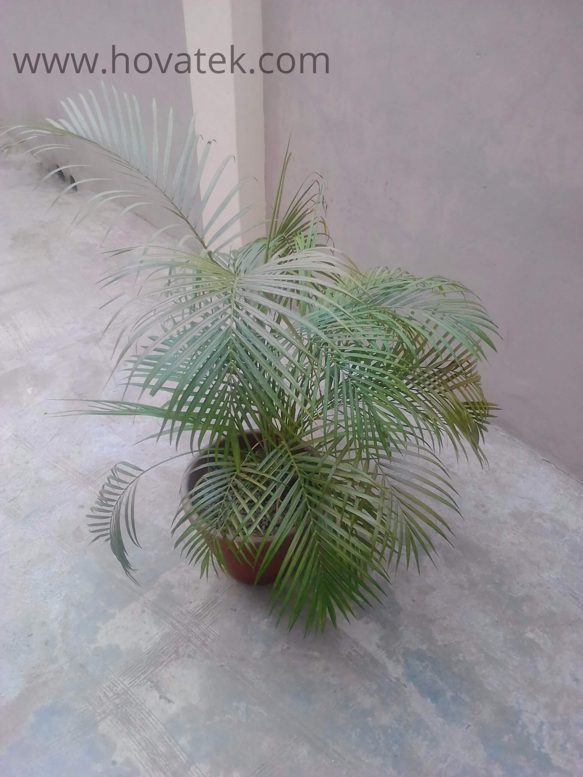 Itel IT1513 outdoor camera review, picture of a Palm Plant